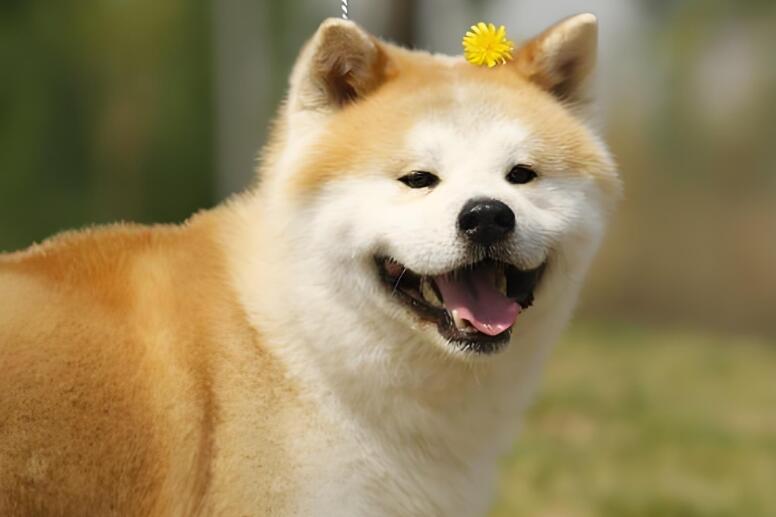 日本秋田犬